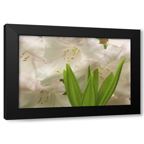 White rhododendron blossoms and leaves Black Modern Wood Framed Art Print with Double Matting by Paulson, Don