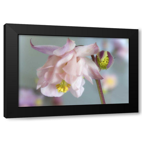 Close-up of columbine flowers Black Modern Wood Framed Art Print with Double Matting by Paulson, Don