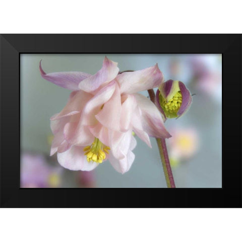Close-up of columbine flowers Black Modern Wood Framed Art Print by Paulson, Don