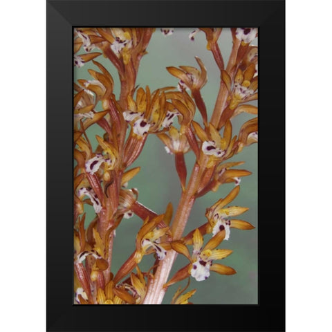 Close-up of spotted coralroot orchid Black Modern Wood Framed Art Print by Paulson, Don