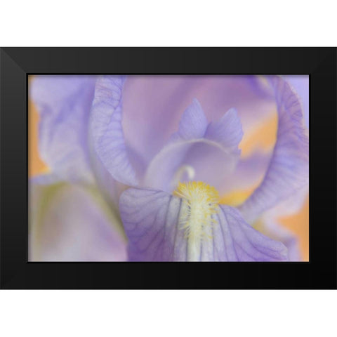 Close-up of iris blossom Black Modern Wood Framed Art Print by Paulson, Don