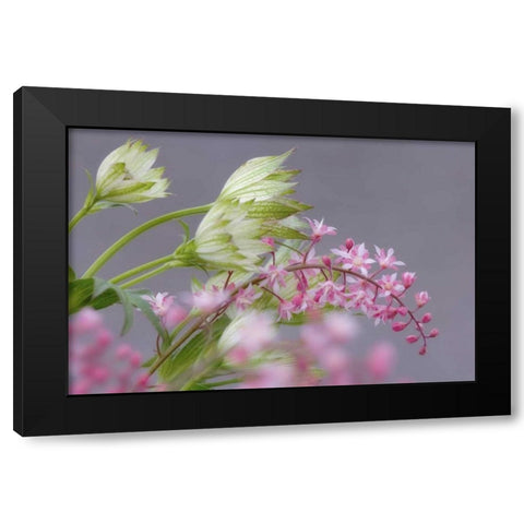 Pink heucherella and green astrantia flowers Black Modern Wood Framed Art Print with Double Matting by Paulson, Don