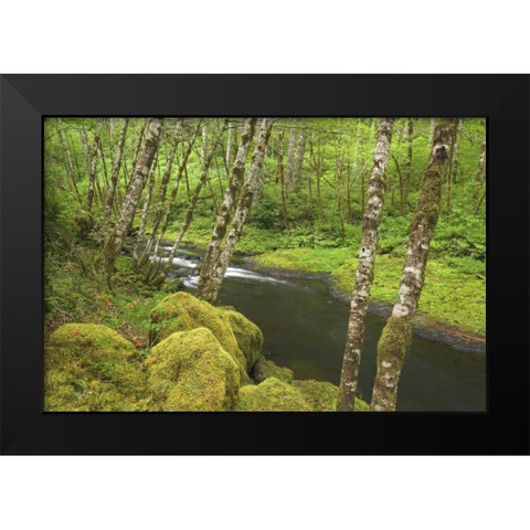 OR, Nestucca River Growth beside flowing stream Black Modern Wood Framed Art Print by Paulson, Don