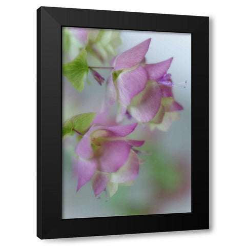Close-up of ornamental oregano flowers Black Modern Wood Framed Art Print with Double Matting by Paulson, Don