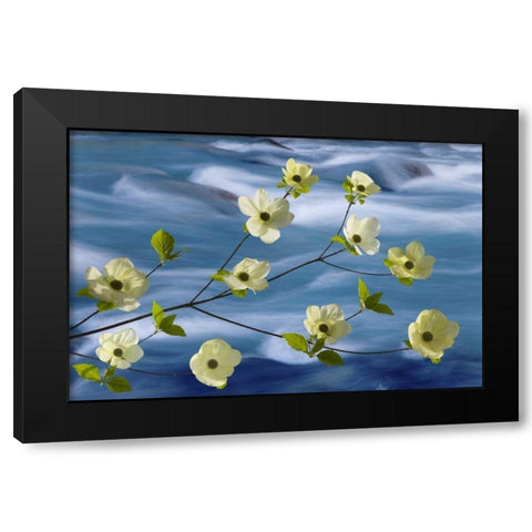 WA, Hood Canal Pacific dogwood blossoms Black Modern Wood Framed Art Print by Paulson, Don