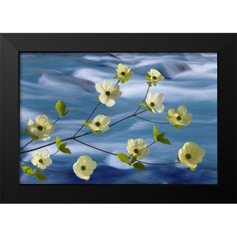 WA, Hood Canal Pacific dogwood blossoms Black Modern Wood Framed Art Print by Paulson, Don