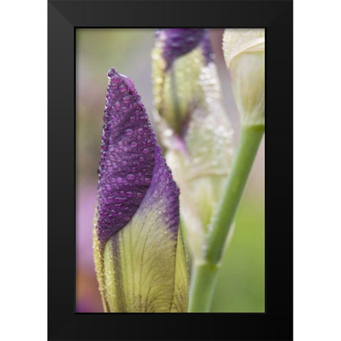 Close-up of iris bud with dew Black Modern Wood Framed Art Print by Paulson, Don