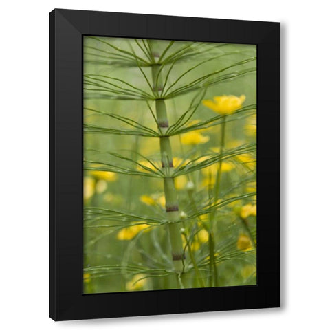 Horsetail plant and buttercup flowers Black Modern Wood Framed Art Print by Paulson, Don
