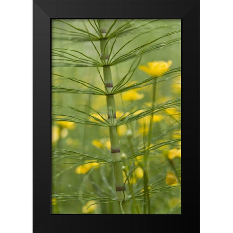 Horsetail plant and buttercup flowers Black Modern Wood Framed Art Print by Paulson, Don