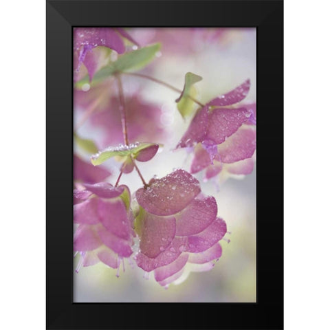 Ornamental oregano plant with dewdrops Black Modern Wood Framed Art Print by Paulson, Don