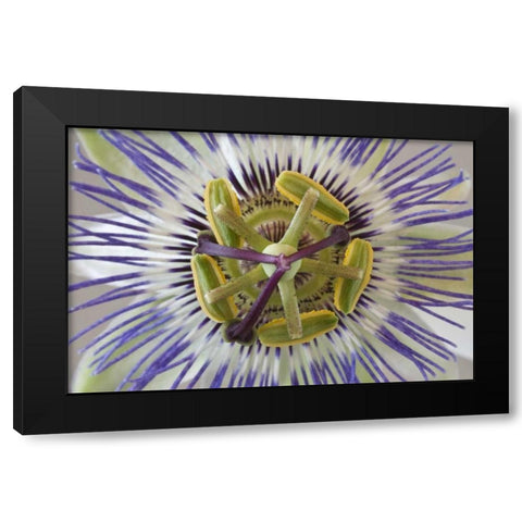 Macro of top view of passion flower Black Modern Wood Framed Art Print by Paulson, Don