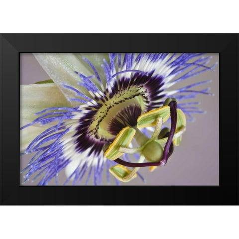 Macro of side view of passion flower Black Modern Wood Framed Art Print by Paulson, Don