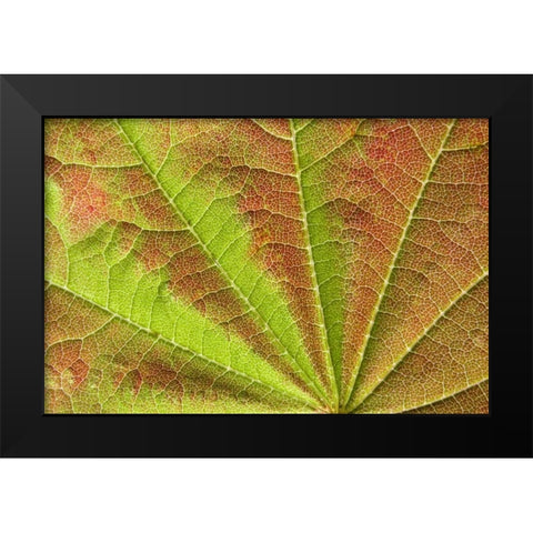 Close-up of vein pattern on maple leaf Black Modern Wood Framed Art Print by Paulson, Don
