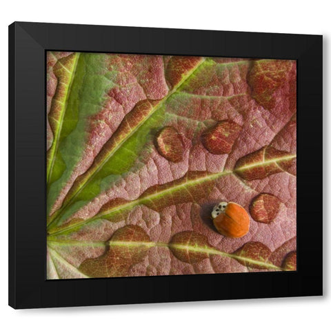 Ladybug on dewy maple leaf Black Modern Wood Framed Art Print by Paulson, Don