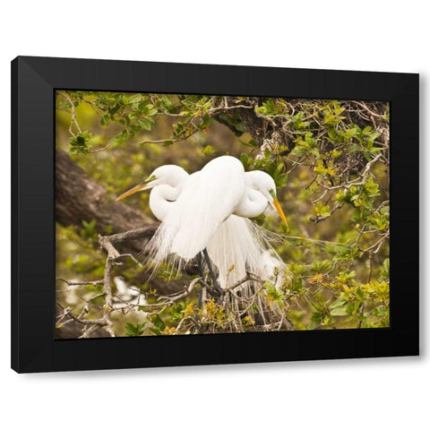 Great Egret, nesting Black Modern Wood Framed Art Print with Double Matting by Rotenberg, Nancy