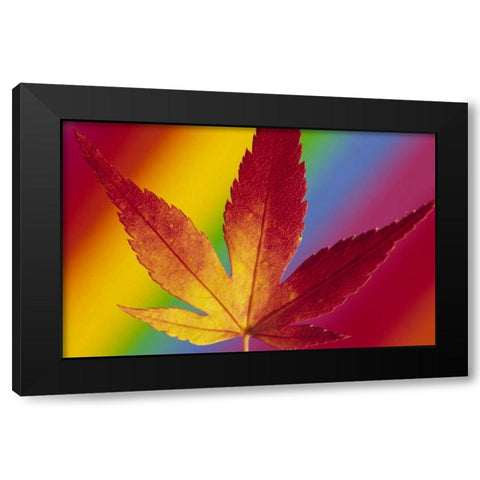 Abstract of autumn-colored Japanese maple leaf Black Modern Wood Framed Art Print by Satushek, Steve