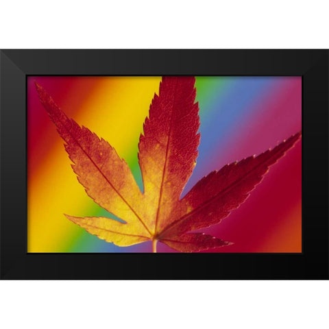 Abstract of autumn-colored Japanese maple leaf Black Modern Wood Framed Art Print by Satushek, Steve