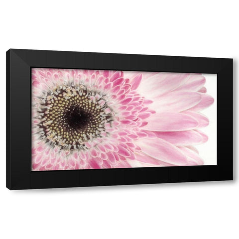 Gerbera Daisy  Black Modern Wood Framed Art Print by Jaynes Gallery
