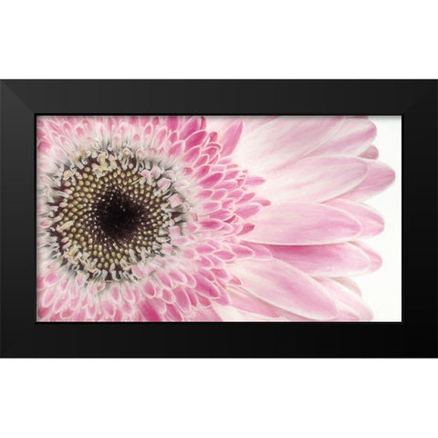 Gerbera Daisy  Black Modern Wood Framed Art Print by Jaynes Gallery