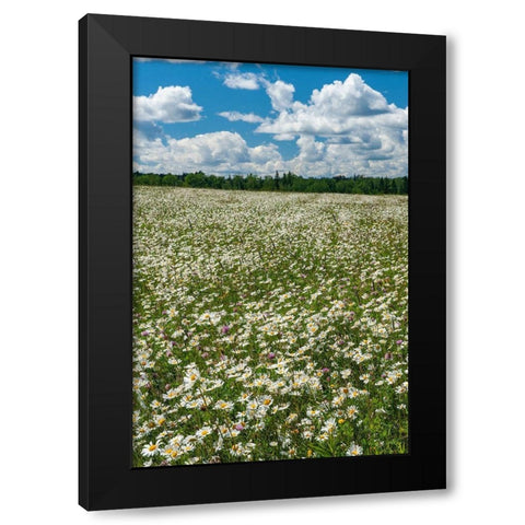Canada Field of common daisy flowers Black Modern Wood Framed Art Print by Jaynes Gallery