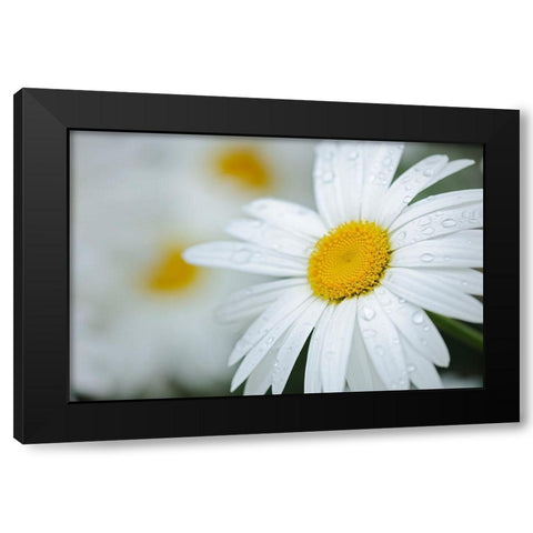 Canada Close-up of dew on common daisy Black Modern Wood Framed Art Print with Double Matting by Jaynes Gallery