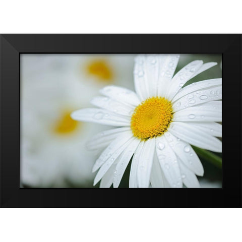 Canada Close-up of dew on common daisy Black Modern Wood Framed Art Print by Jaynes Gallery