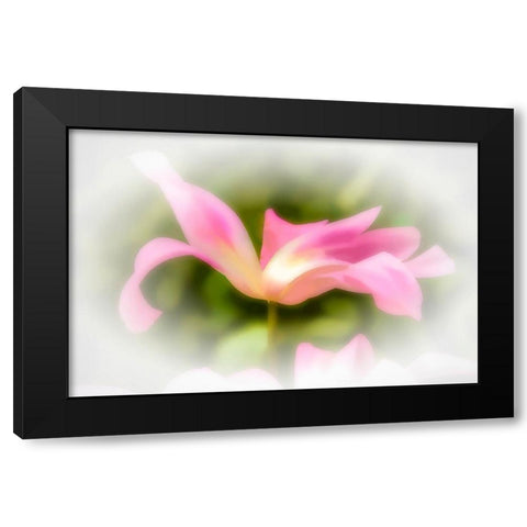 Abstract of pink flower petals Black Modern Wood Framed Art Print with Double Matting by Jaynes Gallery