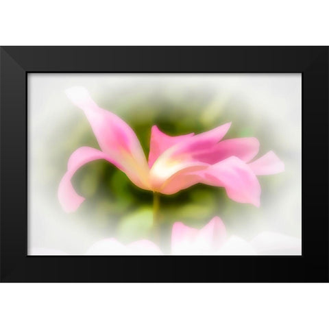 Abstract of pink flower petals Black Modern Wood Framed Art Print by Jaynes Gallery