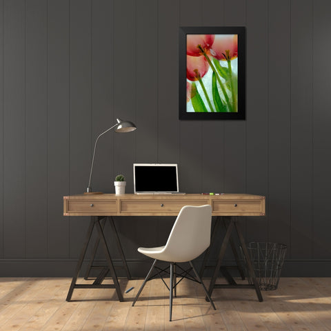 Tulips in ice Black Modern Wood Framed Art Print by Jaynes Gallery