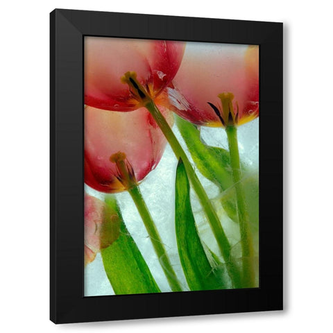Tulips in ice Black Modern Wood Framed Art Print with Double Matting by Jaynes Gallery