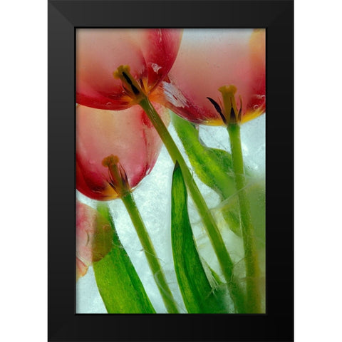 Tulips in ice Black Modern Wood Framed Art Print by Jaynes Gallery