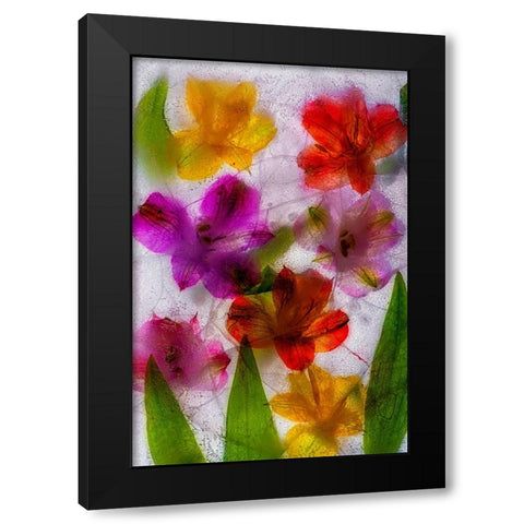 Alstroemeria flowers in ice Black Modern Wood Framed Art Print with Double Matting by Jaynes Gallery