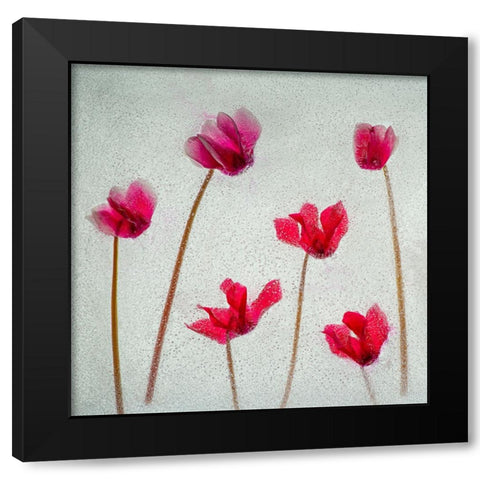 Cyclamen flowers in ice Black Modern Wood Framed Art Print with Double Matting by Jaynes Gallery