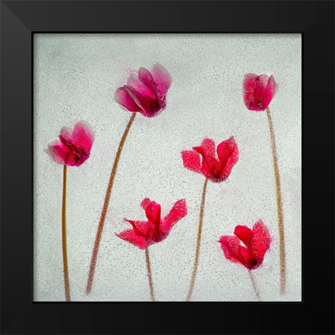Cyclamen flowers in ice Black Modern Wood Framed Art Print by Jaynes Gallery