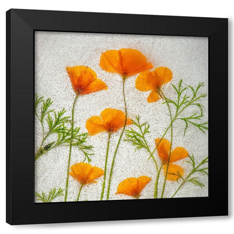 California poppies in ice Black Modern Wood Framed Art Print with Double Matting by Jaynes Gallery