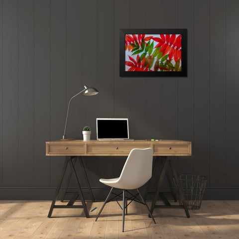 Red and green leaves in ice Black Modern Wood Framed Art Print by Jaynes Gallery