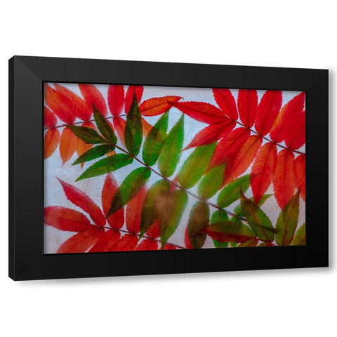 Red and green leaves in ice Black Modern Wood Framed Art Print with Double Matting by Jaynes Gallery