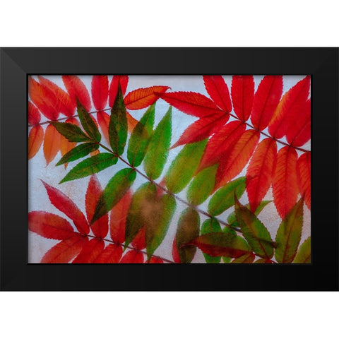 Red and green leaves in ice Black Modern Wood Framed Art Print by Jaynes Gallery