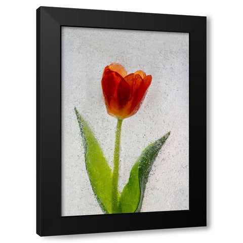 Tulip in ice Black Modern Wood Framed Art Print with Double Matting by Jaynes Gallery