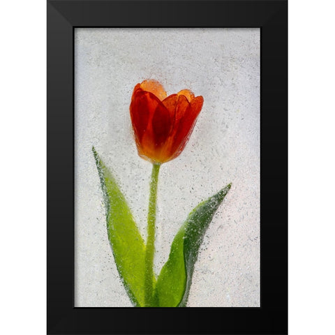 Tulip in ice Black Modern Wood Framed Art Print by Jaynes Gallery