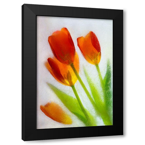 Tulip in ice Black Modern Wood Framed Art Print with Double Matting by Jaynes Gallery