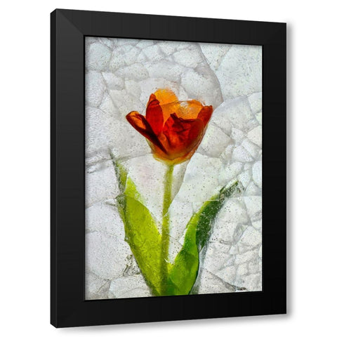 Tulip in ice Black Modern Wood Framed Art Print by Jaynes Gallery