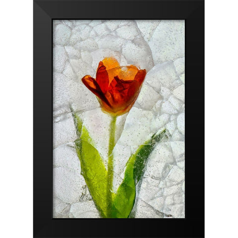 Tulip in ice Black Modern Wood Framed Art Print by Jaynes Gallery