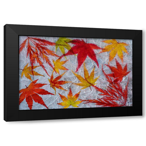 Fall maple leaves in ice Black Modern Wood Framed Art Print with Double Matting by Jaynes Gallery