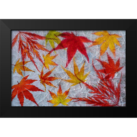 Fall maple leaves in ice Black Modern Wood Framed Art Print by Jaynes Gallery