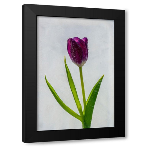 Tulip in ice Black Modern Wood Framed Art Print by Jaynes Gallery