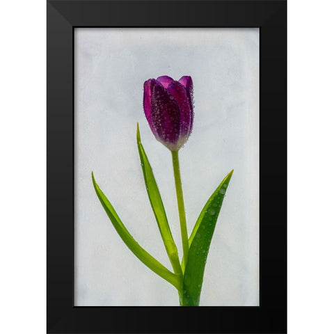 Tulip in ice Black Modern Wood Framed Art Print by Jaynes Gallery