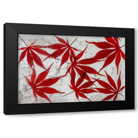 Fall maple leaves in ice Black Modern Wood Framed Art Print by Jaynes Gallery