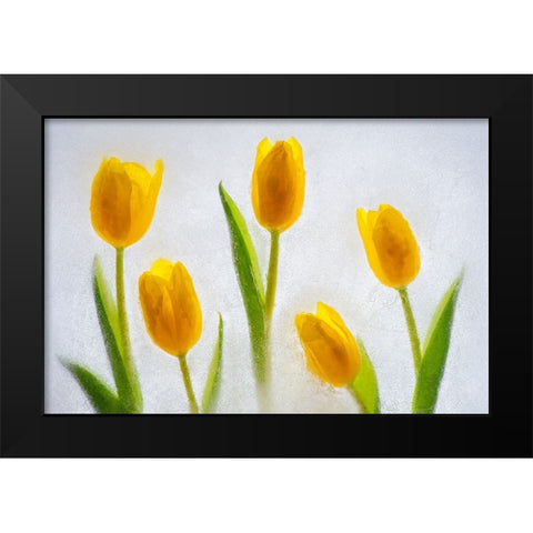 Tulips in ice Black Modern Wood Framed Art Print by Jaynes Gallery