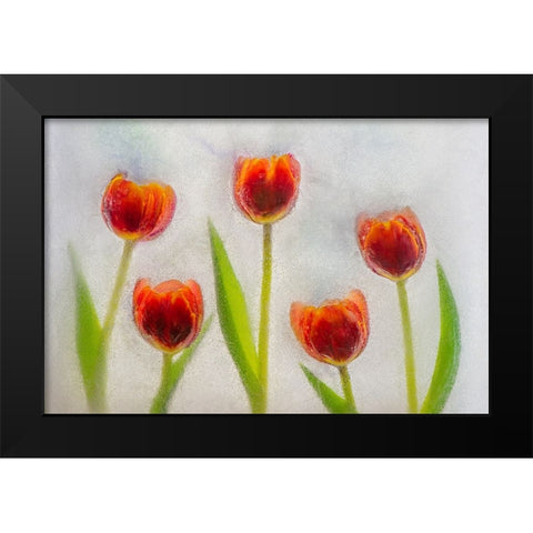 Tulip in ice Black Modern Wood Framed Art Print by Jaynes Gallery
